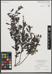 Foto von Salix purpurea L.